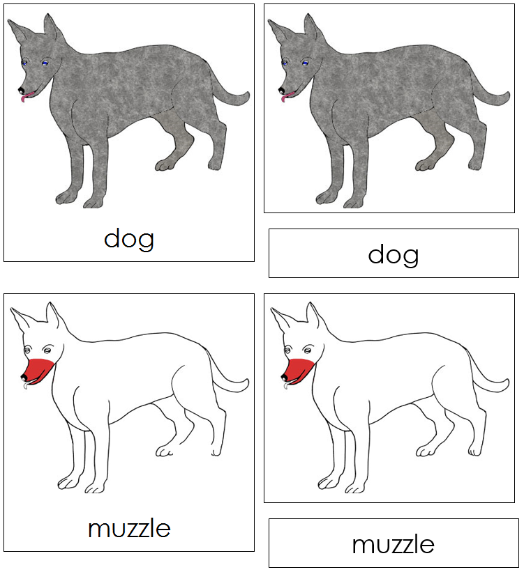 Dog Nomenclature Cards (red) - Montessori Print Shop