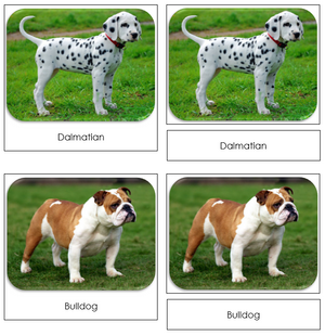 Dogs Safari Toob Cards - Montessori Print Shop