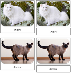 Domestic Cats - Safari Toob Cards