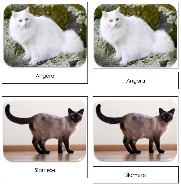Domestic Cats Safari Toob Cards - Montessori Print Shop