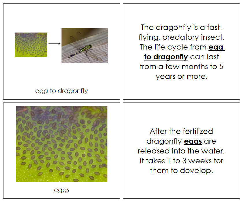 Dragonfly Life Cycle Book - Montessori Print Shop
