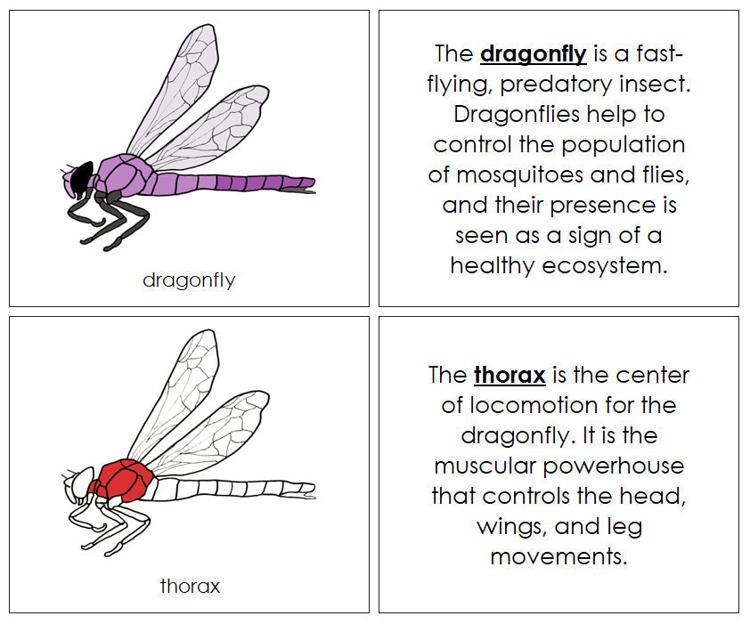 Dragonfly Nomenclature Book (red) - Montessori Print Shop