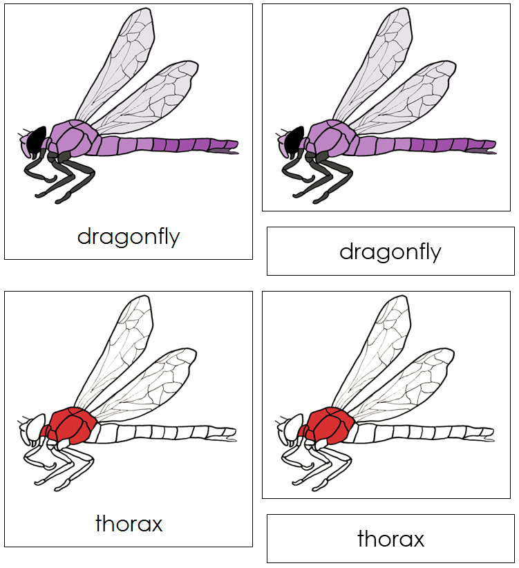 Dragonfly Nomenclature Cards (red) - Montessori Print Shop