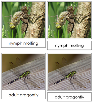 Dragonfly Life Cycle Nomenclature 3-Part Cards & Charts - Montessori Print Shop