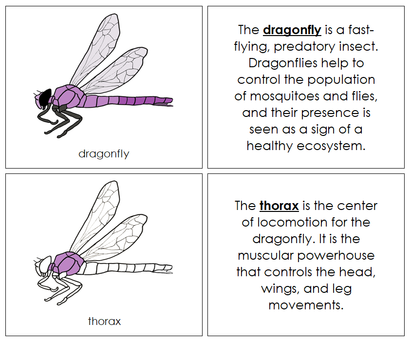 Parts of a Dragonfly Nomenclature Book - Montessori Print Shop