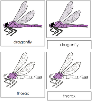 Dragonfly Nomenclature 3-Part Cards - Montessori Print Shop