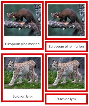 Animals of Europe 3-Part Cards - Montessori Print Shop continent study