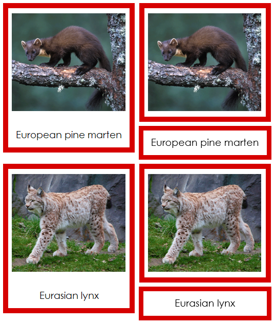 European Animals - montessori continent cards