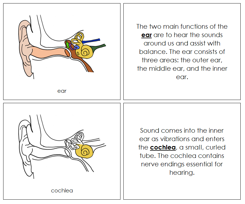 Parts Of The Ear And Their Functions