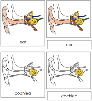 Parts of a Human Ear Nomenclature 3-Part Cards - Montessori Print Shop