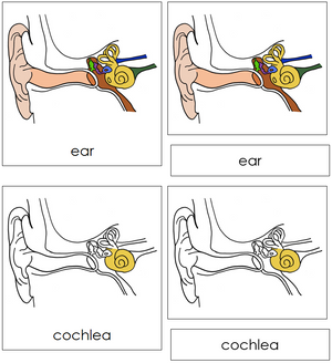 Ear Nomenclature 3-Part Cards - Montessori Print Shop