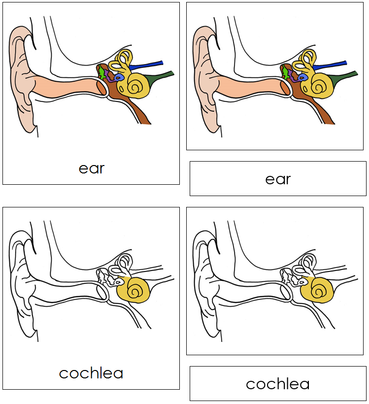 Human Ear Nomenclature Cards - Montessori Print Shop