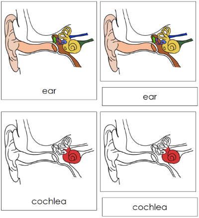 Ear Nomenclature 3-Part Cards (red) - Montessori Print Shop