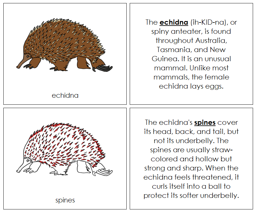 Echidna Nomenclature Book (red) - Montessori Print Shop