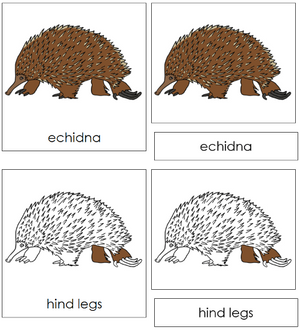 Echidna Nomenclature 3-Part Cards - Montessori Print Shop