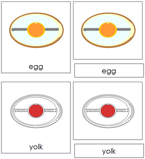 Egg Nomenclature 3-Part Cards (red) - Montessori Print Shop