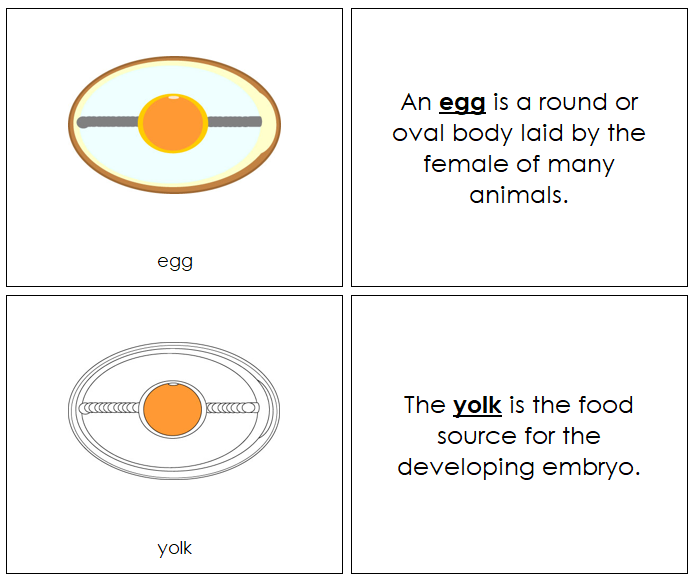 Egg Nomenclature Book - Montessori Print Shop