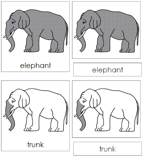 Elephant Nomenclature Cards - Montessori Print Shop