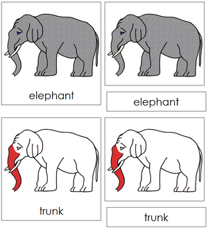 Elephant Nomenclature 3-Part Cards (red) - Montessori Print Shop