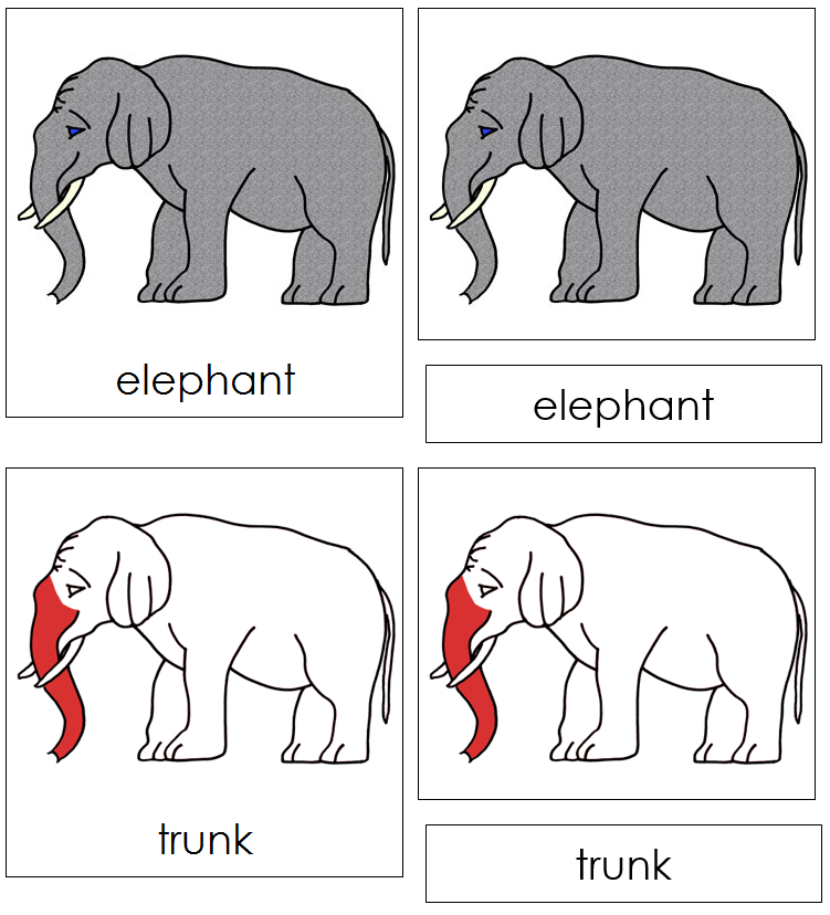 Elephant Nomenclature Cards (red) - Montessori Print Shop