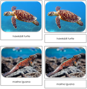 Endangered Species (Marine) - Safari Toob Cards