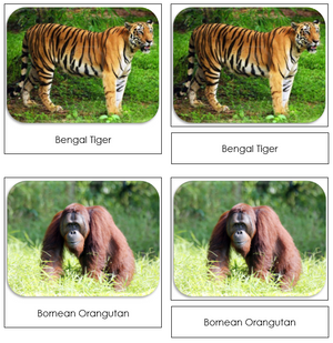 Endangered Land Species Safari Toob Cards - Montessori Print Shop