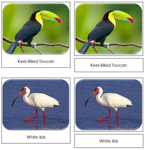 Exotic Birds - Printable Safari Toob Cards - Montessori Print Shop