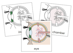 Eye Nomenclature Cards - Montessori Print Shop