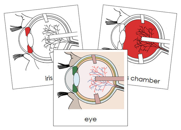 Duction Names Eye Human Eye Nomenclature Cards (red) - Montessori Print Shop