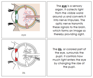 Eye Nomenclature Book (red) - Montessori Print Shop