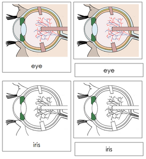 Eye Nomenclature 3-Part Cards - Montessori Print Shop