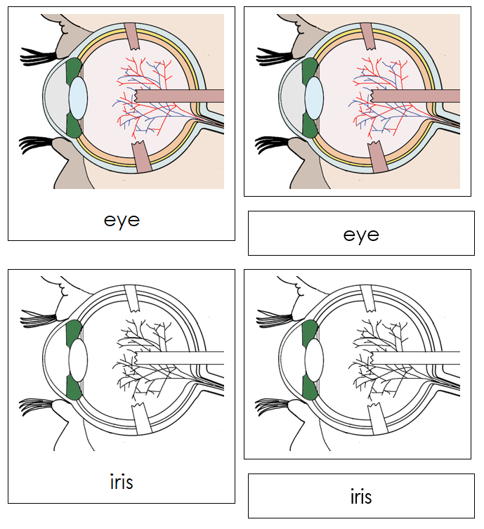 Eye Nomenclature Cards - Montessori Print Shop
