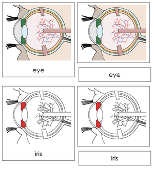 Eye Nomenclature 3-Part Cards (red) - Montessori Print Shop