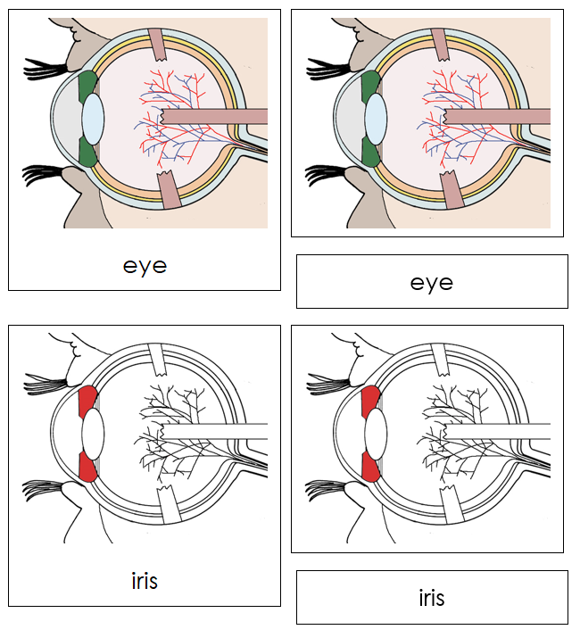 Eye Nomenclature Cards (red) - Montessori Print Shop