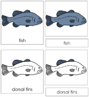 Fish Nomenclature 3-Part Cards - Montessori Print Shop
