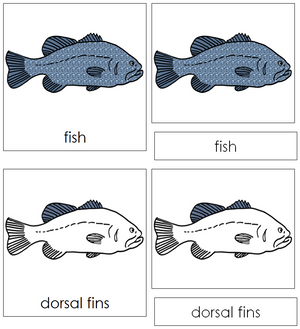 Parts of a Fish Nomenclature Cards - Montessori Print Shop