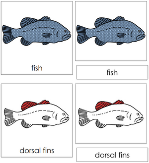 Fish Nomenclature 3-Part Cards (red) - Montessori Print Shop