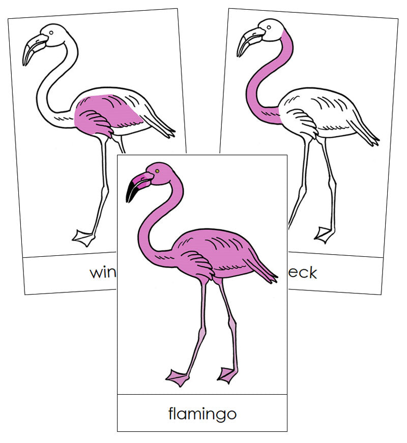 Flamingo Nomenclature Cards - Montessori Print Shop