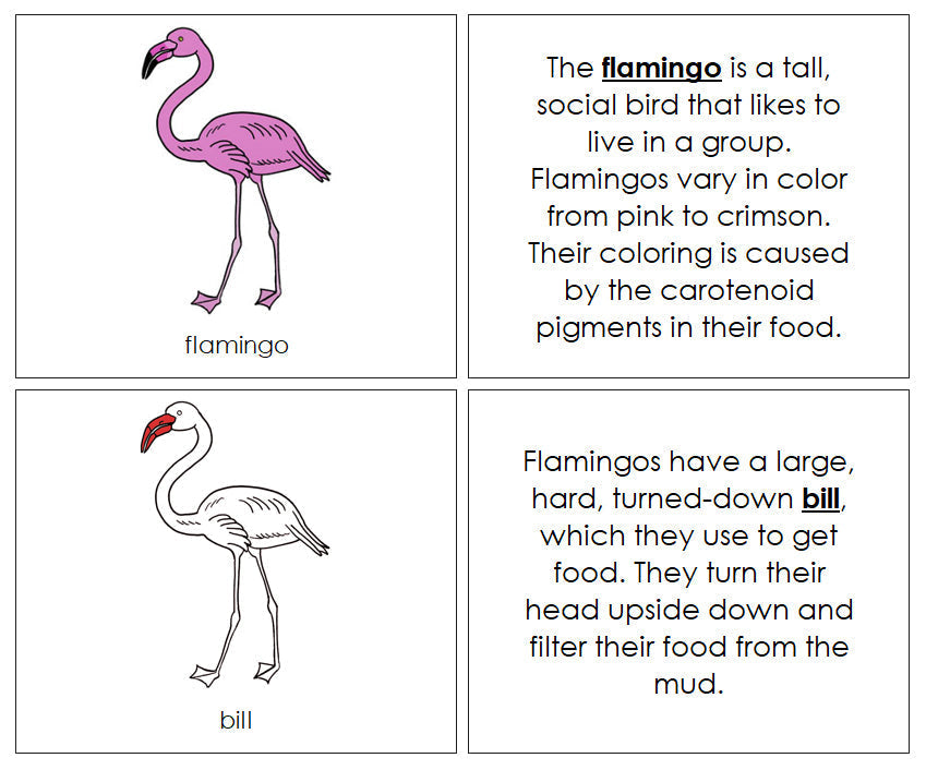 Parts of a Flamingo Nomenclature Book (red) - Montessori Print Shop