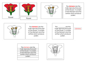 Flower Definition Set - Montessori Print Shop nomenclature