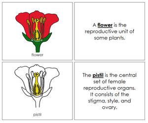 Parts of a Flower Nomenclature Book - Montessori Print Shop