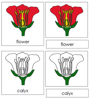 Flower Nomenclature Cards - Montessori Print Shop