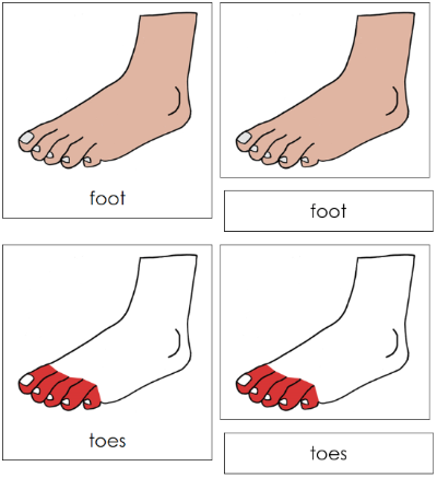 Foot Nomenclature 3-Part Cards (red) - Montessori Print Shop