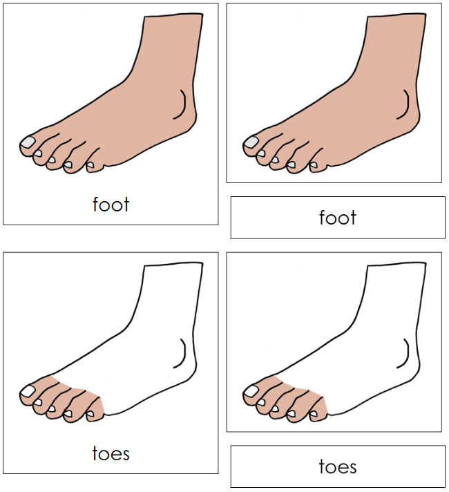 Toes Names/numbers Foot Nomenclature Cards - Montessori Print Shop
