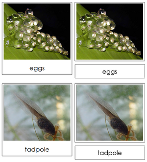 Frog Life Cycle Nomenclature 3-Part Cards & Charts - Montessori Print Shop