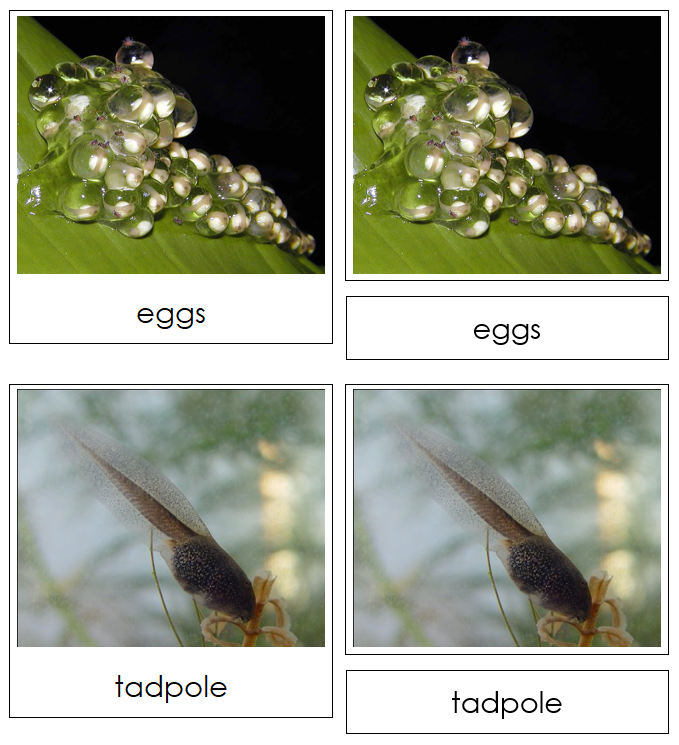 Frog Life Cycle Nomenclature Cards & Charts - Montessori Print Shop