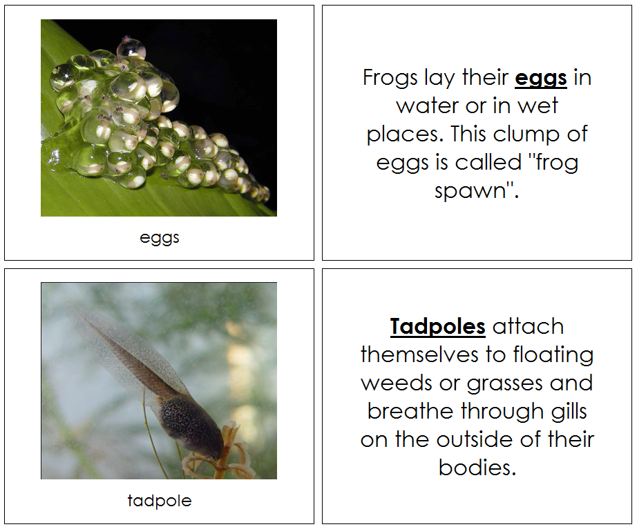Frog Life Cycle Nomenclature Book - Montessori Print Shop