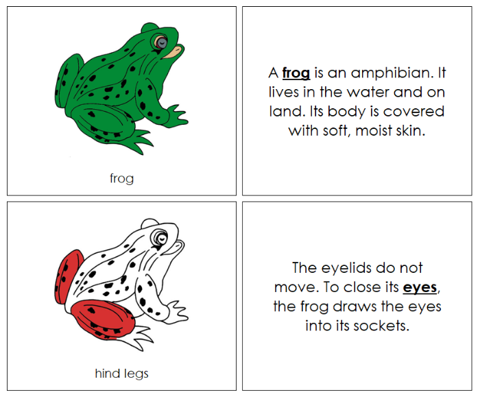 Frog Nomenclature Book (red) - Montessori Print Shop