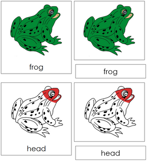 Frog Nomenclature 3-Part Cards (red) - Montessori Print Shop