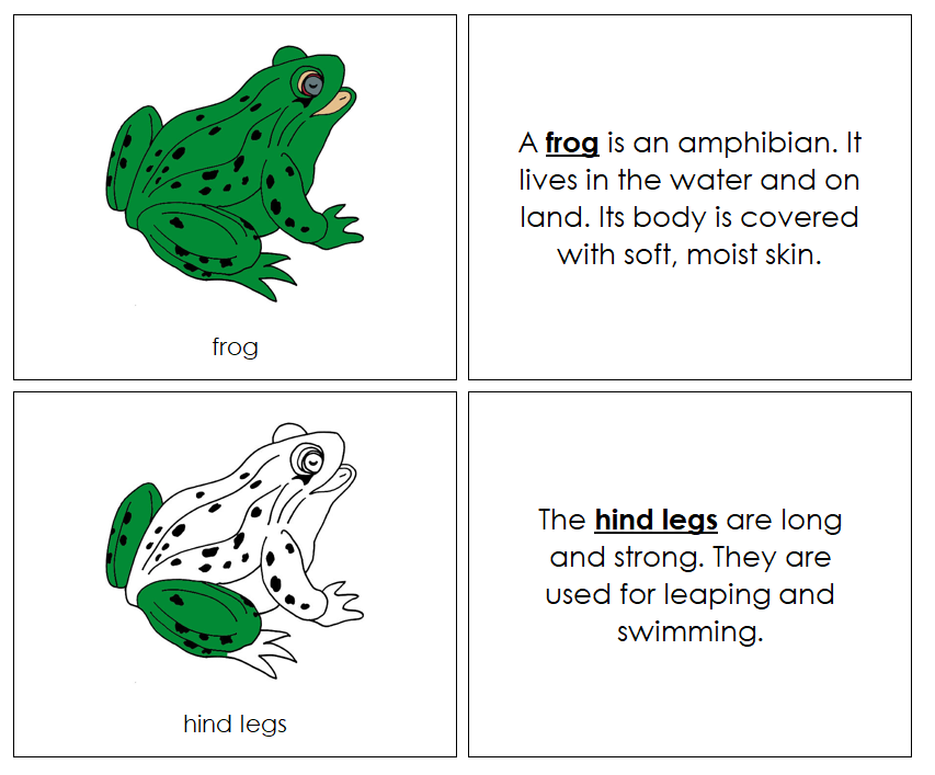 Parts of a Frog Nomenclature Book - Montessori Print Shop